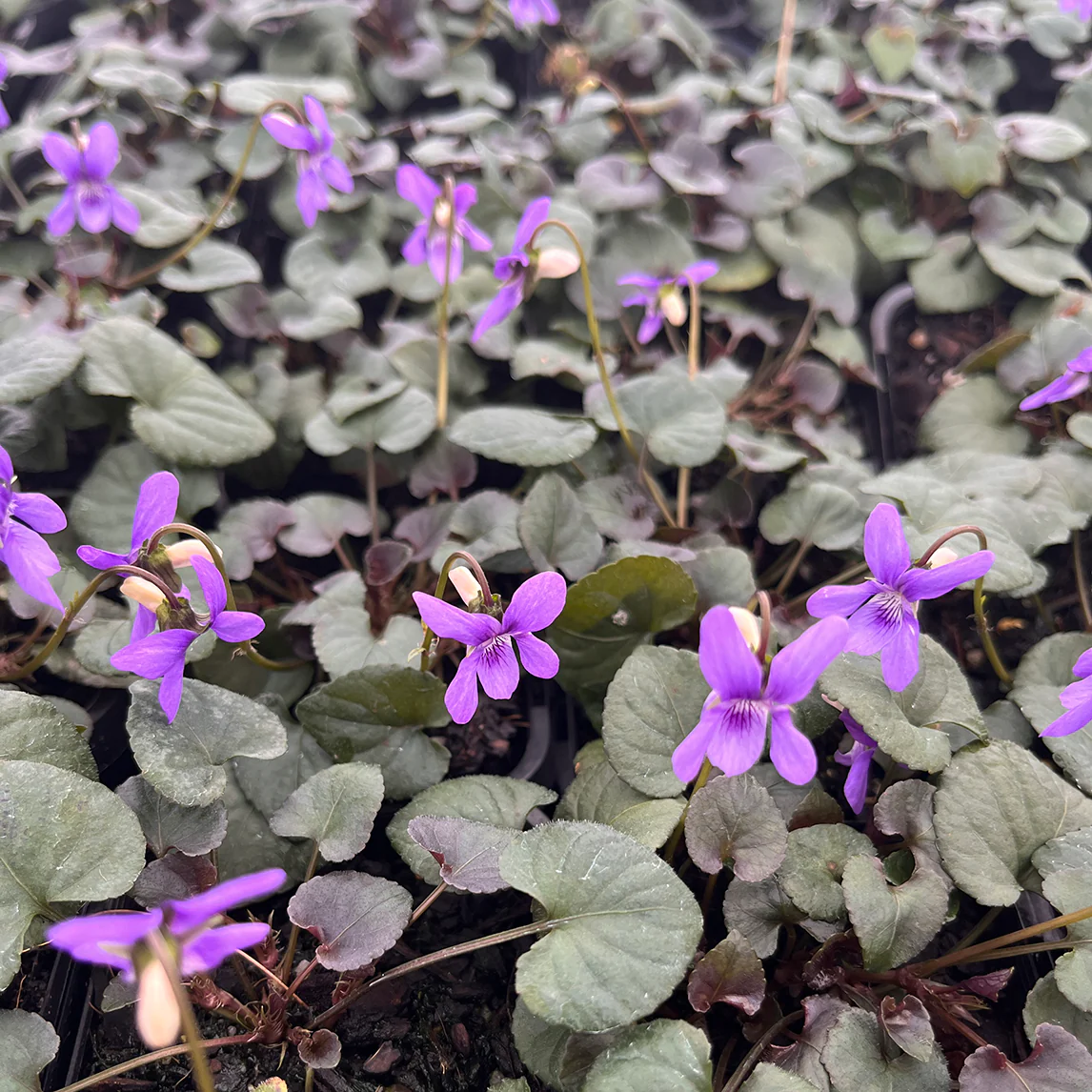 8765  Viola labradorica  I  Svenskt namn  :Purpurviol  I  Krukstorlek   : 11c  I  Förväntad Höjd  :  10 cm  I  Blomningstid :  maj-juni - 2