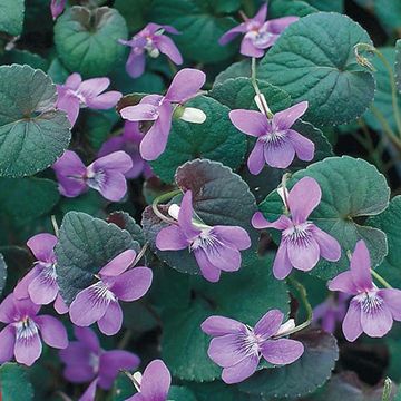 8765  Viola labradorica  I  Svenskt namn  :Purpurviol  I  Krukstorlek   : 11c  I  Förväntad Höjd  :  10 cm  I  Blomningstid :  maj-juni - 4