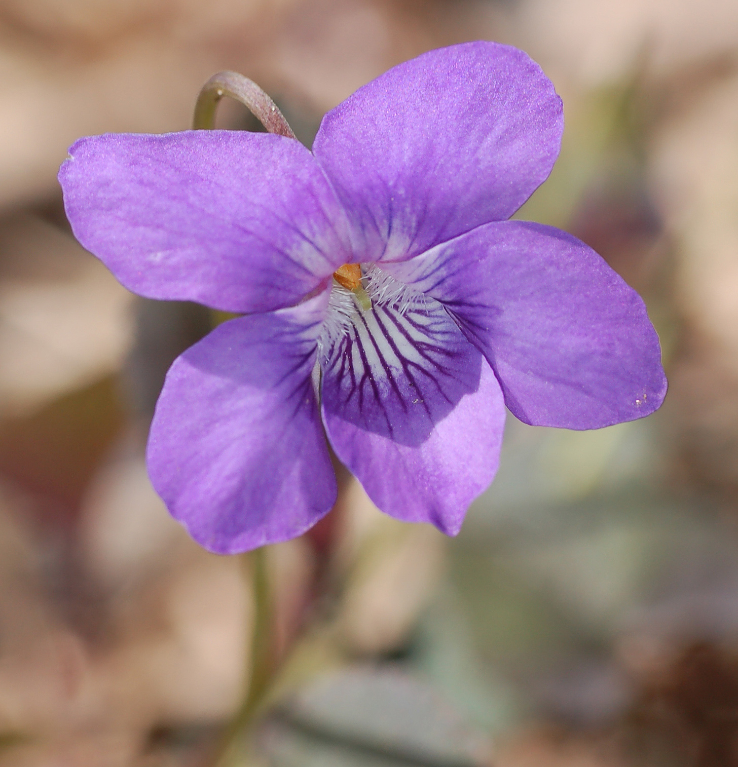 8765  Viola labradorica  I  Svenskt namn  :Purpurviol  I  Krukstorlek   : 11c  I  Förväntad Höjd  :  10 cm  I  Blomningstid :  maj-juni - 3
