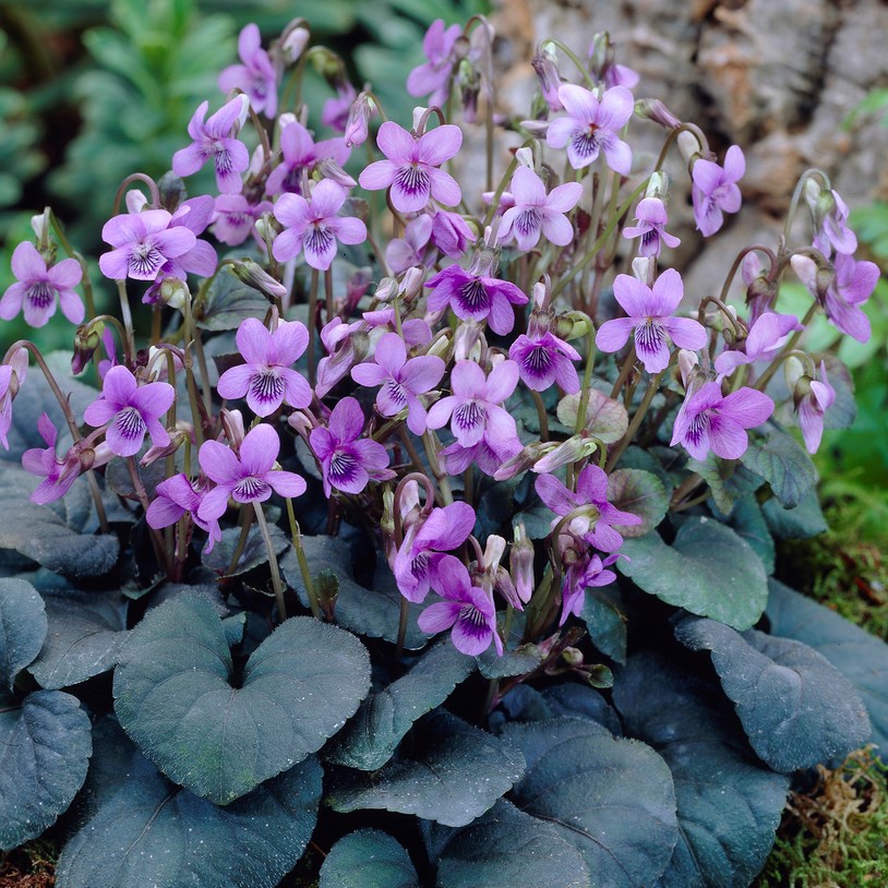8765  Viola labradorica  I  Svenskt namn  :Purpurviol  I  Krukstorlek   : 11c  I  Förväntad Höjd  :  10 cm  I  Blomningstid :  maj-juni