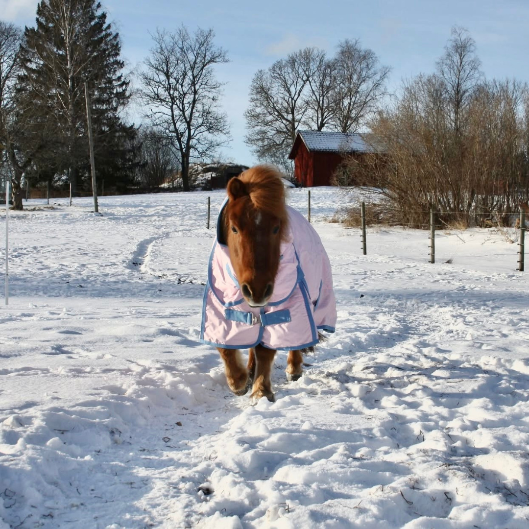 SWEDISH COLLECTION (LIPPO) 50GR PONYRUG 600D WITH REMOVABLE NECK - 2