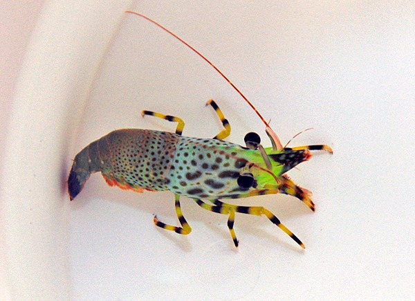 Saron Inermis