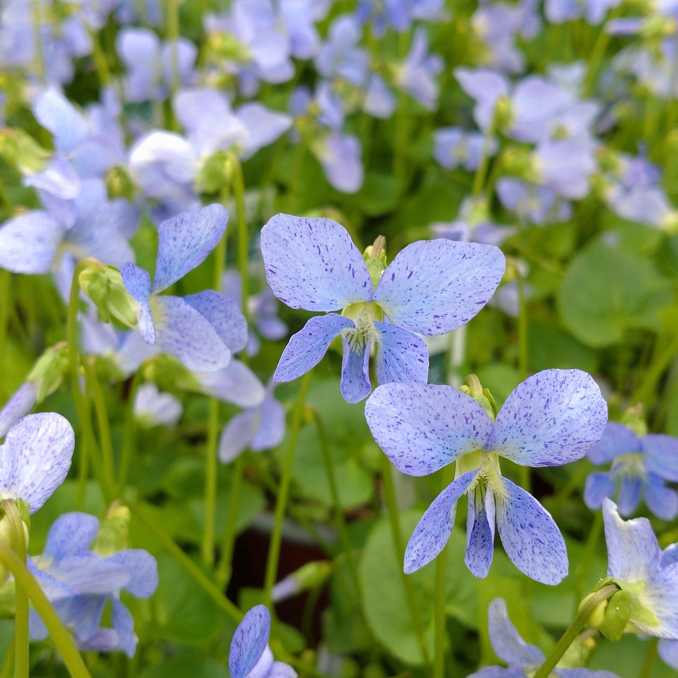 8777  Viola sororia  Freckels  I  Svenskt namn  :Fjärilsviol  I  Krukstorlek   : 11c  I  Förväntad Höjd  :  15 cm  I  Blomningstid :  maj-aug - 2