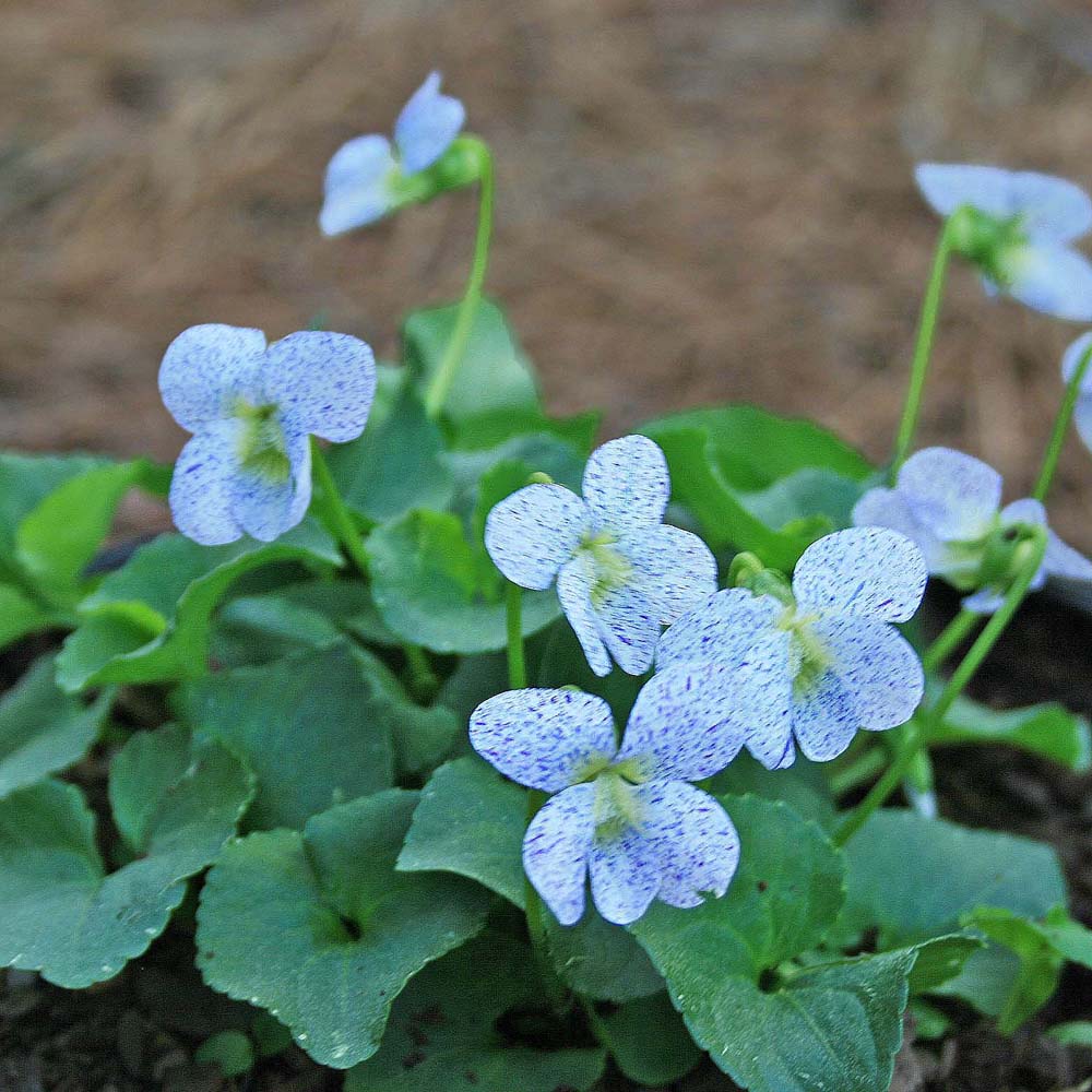 8777  Viola sororia  Freckels  I  Svenskt namn  :Fjärilsviol  I  Krukstorlek   : 11c  I  Förväntad Höjd  :  15 cm  I  Blomningstid :  maj-aug