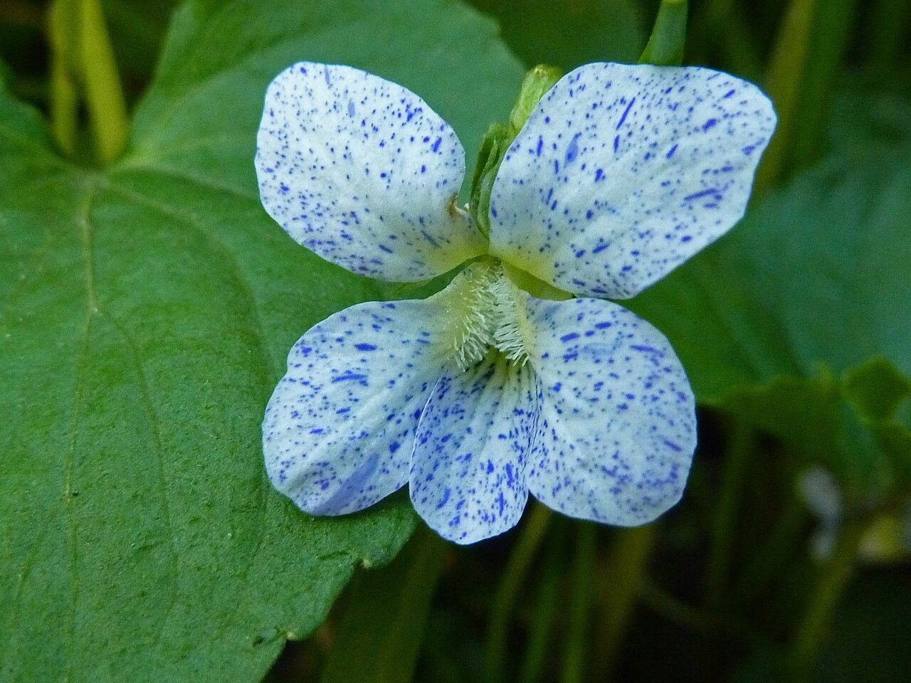 8777  Viola sororia  Freckels  I  Svenskt namn  :Fjärilsviol  I  Krukstorlek   : 11c  I  Förväntad Höjd  :  15 cm  I  Blomningstid :  maj-aug - 3