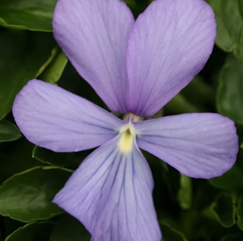 8769  Viola williamsii Belmont Blue  I  Svenskt namn  :Bukettviol  I  Krukstorlek   : 11c  I  Förväntad Höjd  :  15 cm  I  Blomningstid :  maj-okt - 3