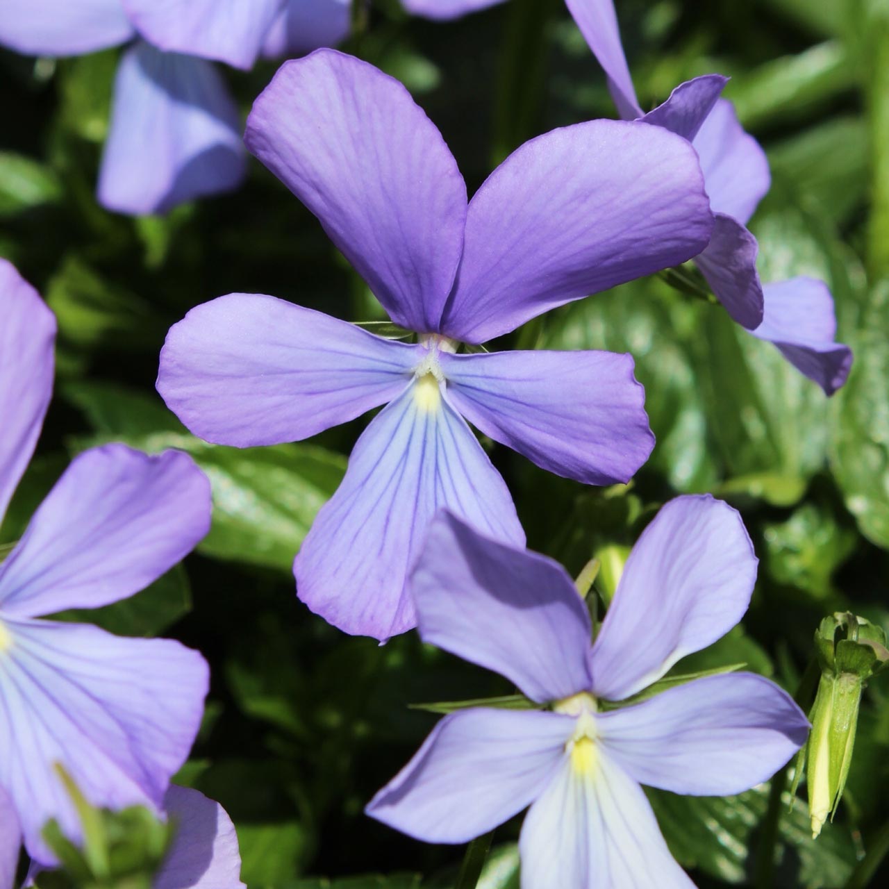 8769  Viola williamsii Belmont Blue  I  Svenskt namn  :Bukettviol  I  Krukstorlek   : 11c  I  Förväntad Höjd  :  15 cm  I  Blomningstid :  maj-okt