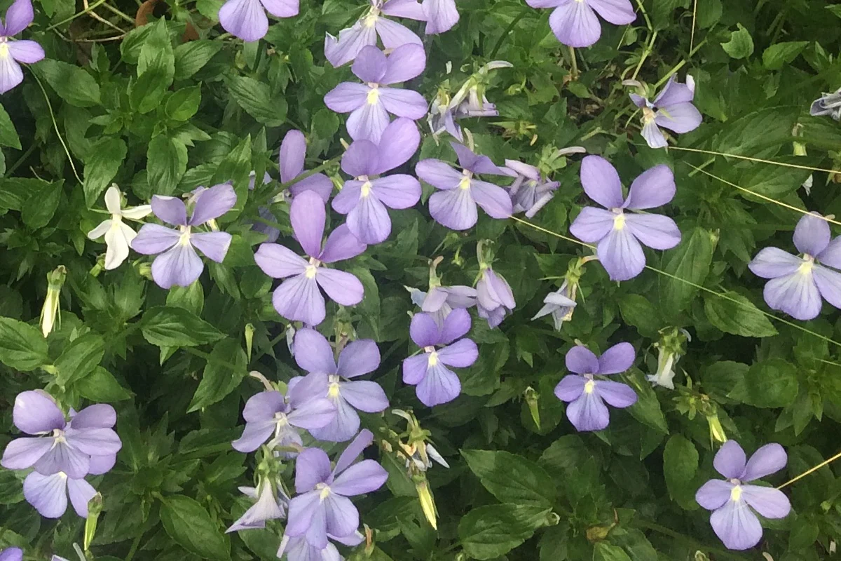 8769  Viola williamsii Belmont Blue  I  Svenskt namn  :Bukettviol  I  Krukstorlek   : 11c  I  Förväntad Höjd  :  15 cm  I  Blomningstid :  maj-okt - 2