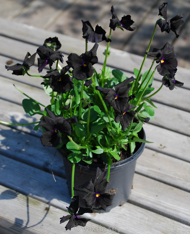 8762  Viola williamsii Molly Sanderson  I  Svenskt namn  :Bukettviol  I  Krukstorlek   : 11c  I  Förväntad Höjd  :  10 cm  I  Blomningstid :  maj-sept - 2