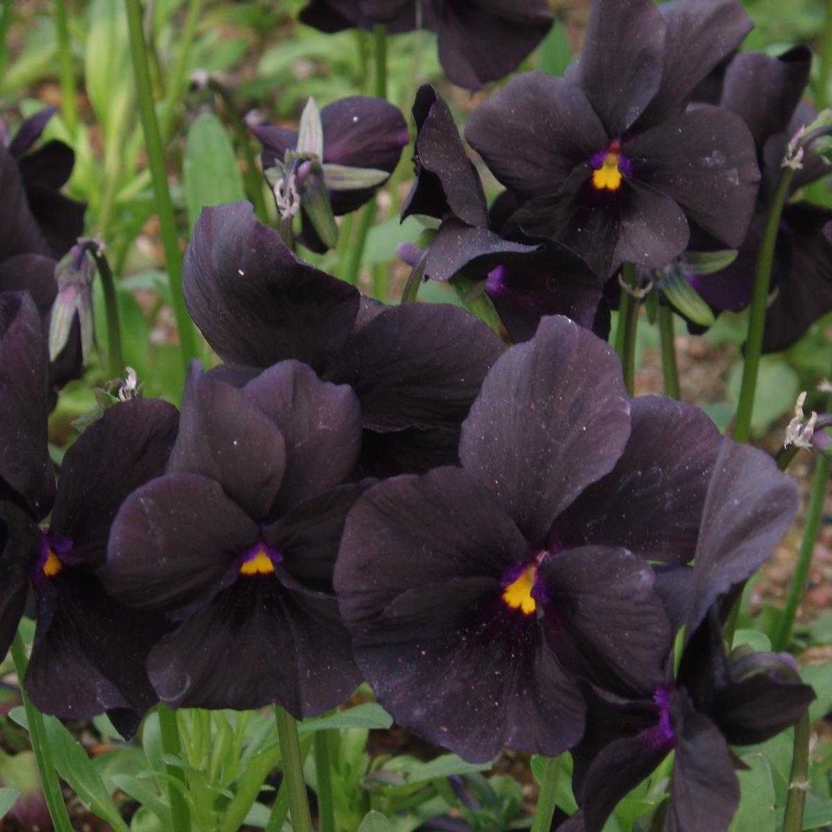 8762  Viola williamsii Molly Sanderson  I  Svenskt namn  :Bukettviol  I  Krukstorlek   : 11c  I  Förväntad Höjd  :  10 cm  I  Blomningstid :  maj-sept