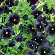 8762  Viola williamsii Molly Sanderson  I  Svenskt namn  :Bukettviol  I  Krukstorlek   : 11c  I  Förväntad Höjd  :  10 cm  I  Blomningstid :  maj-sept - 3