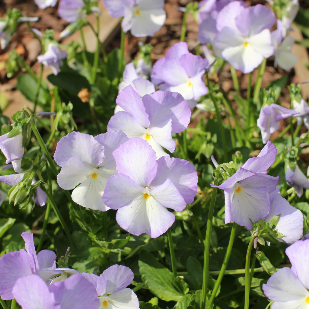 8767  Viola williamsii Ullas Favorit Grönt kulturarv ®  I  Svenskt namn  :Bukettviol  I  Krukstorlek   : 11c  I  Förväntad Höjd  :  15 cm  I  Blomningstid :  maj-okt