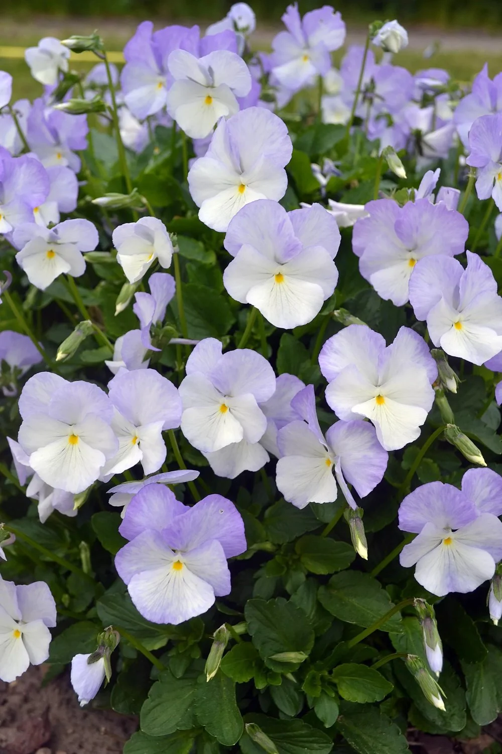 8767  Viola williamsii Ullas Favorit Grönt kulturarv ®  I  Svenskt namn  :Bukettviol  I  Krukstorlek   : 11c  I  Förväntad Höjd  :  15 cm  I  Blomningstid :  maj-okt - 2
