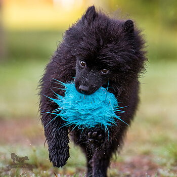 Treat Pocket Fake Fur S