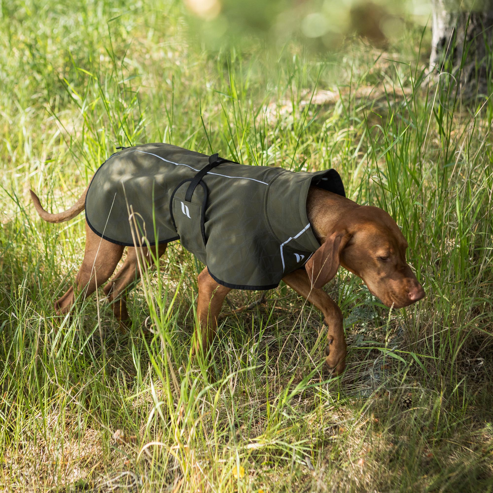 Back on Track Softshell Koiran Peitto Bark - Olive - 4