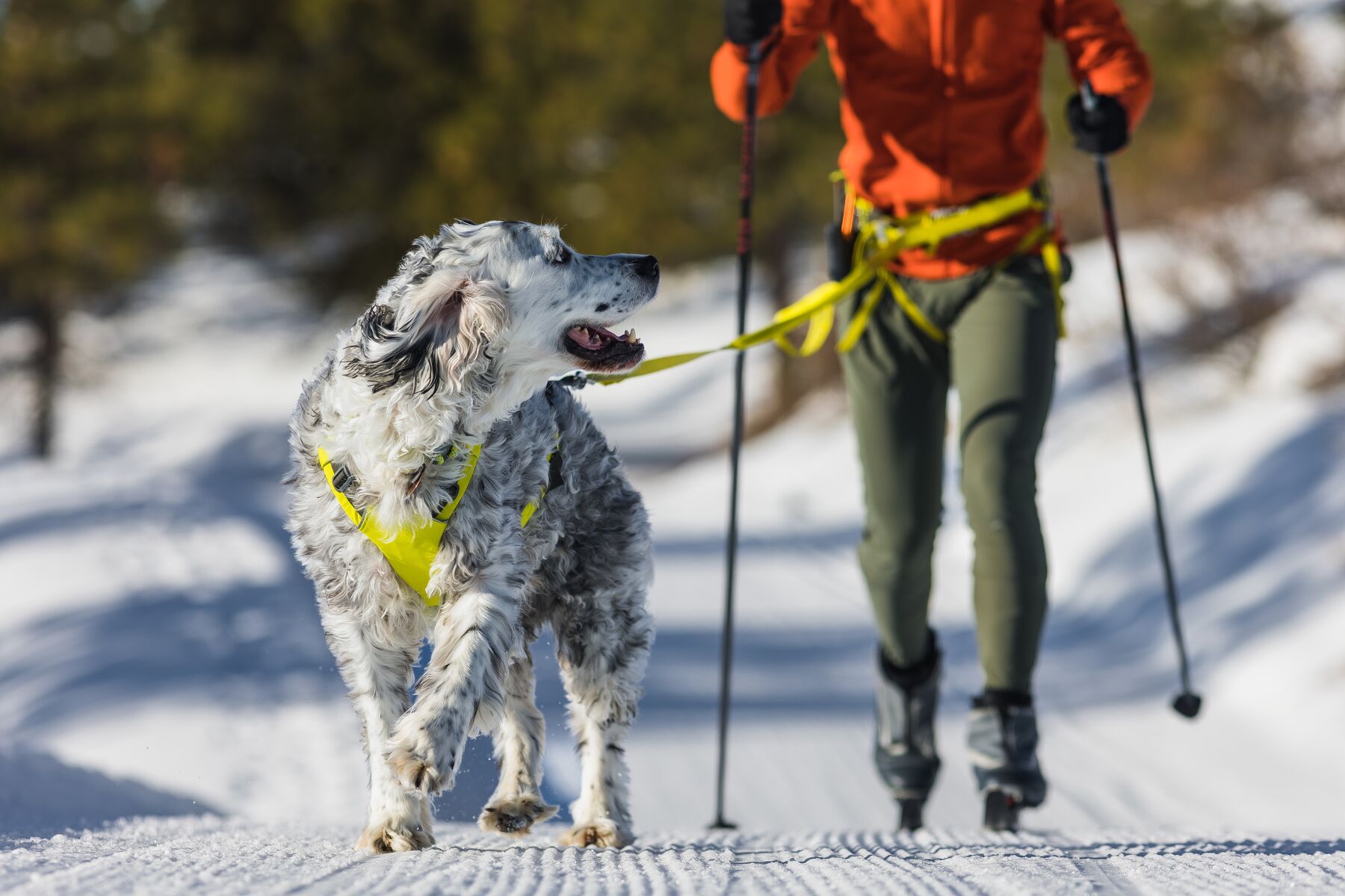 Ruffwear Omnijore Joring System - Lichen Green - 8
