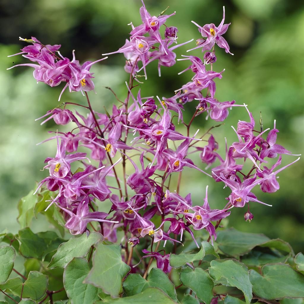 4460  Epimedium grandiflorum  I  Svenskt namn  :Japansk sockblomma  I  Krukstorlek   : P9  I  Förväntad Höjd  :  25 cm  I  Blomningstid :  maj-juni - 2