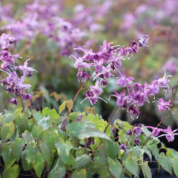 4460  Epimedium grandiflorum  I  Svenskt namn  :Japansk sockblomma  I  Krukstorlek   : P9  I  Förväntad Höjd  :  25 cm  I  Blomningstid :  maj-juni - 3
