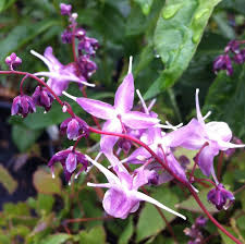 4460  Epimedium grandiflorum  I  Svenskt namn  :Japansk sockblomma  I  Krukstorlek   : P9  I  Förväntad Höjd  :  25 cm  I  Blomningstid :  maj-juni