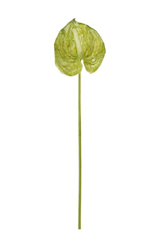 Anthurium Grön 40 cm – Konstgjord Snittblomma
