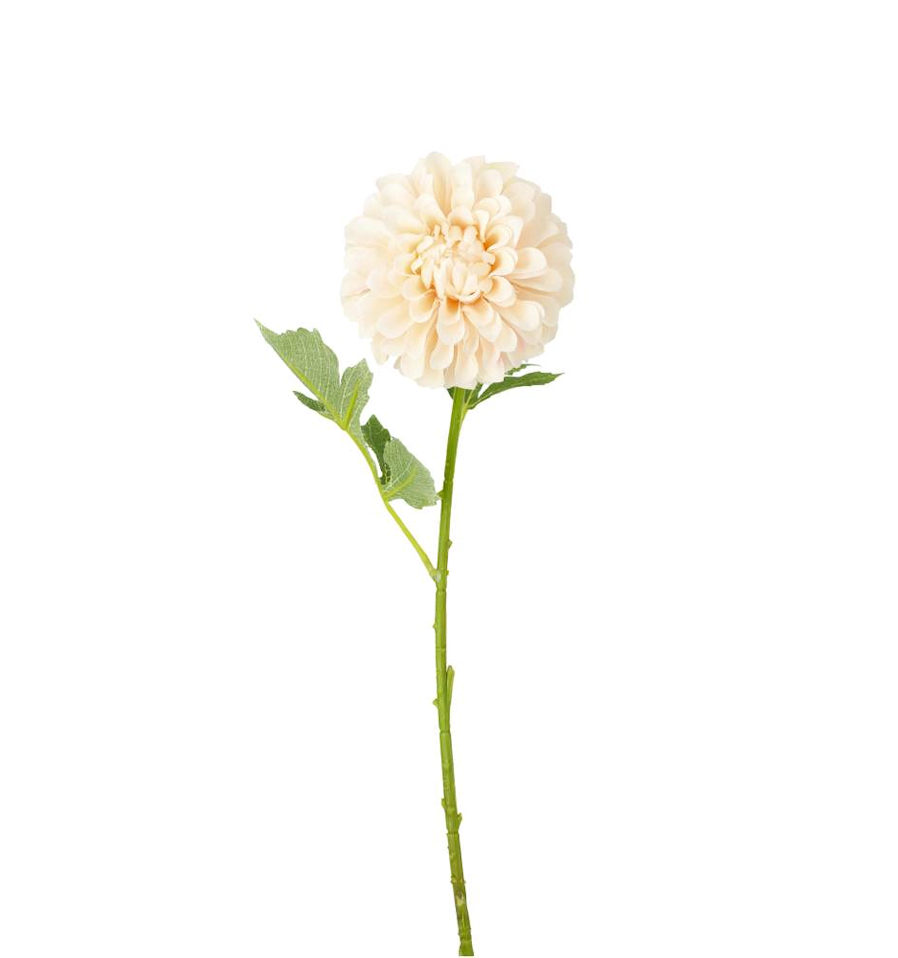 Konstväxt Dahlia Aprikos - 50 cm - 6