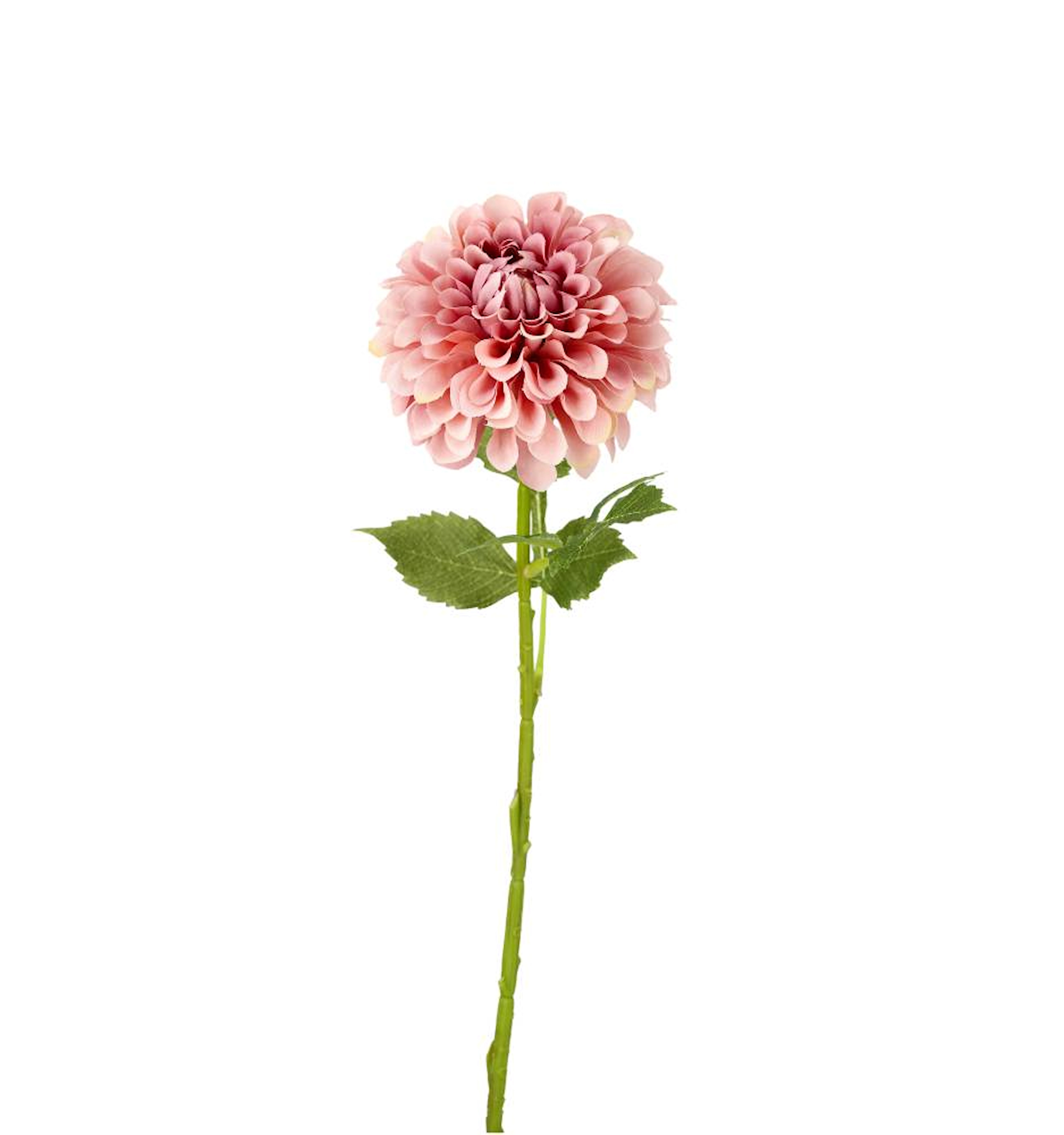 Konstväxt Dahlia Dusty Pink - 50 cm - 5