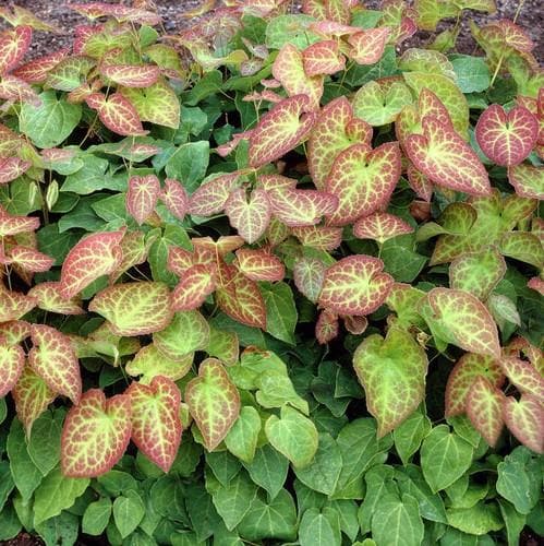 4466  Epimedium perralchicum Frohnleiten  I  Svenskt namn  :Taggig sockblomma  I  Krukstorlek   : P9  I  Förväntad Höjd  :  30 cm  I  Blomningstid :  maj-juni - 2