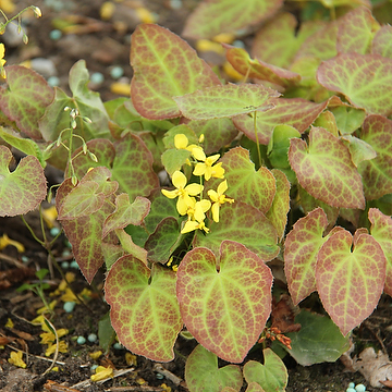 4466  Epimedium perralchicum Frohnleiten  I  Svenskt namn  :Taggig sockblomma  I  Krukstorlek   : P9  I  Förväntad Höjd  :  30 cm  I  Blomningstid :  maj-juni - 3