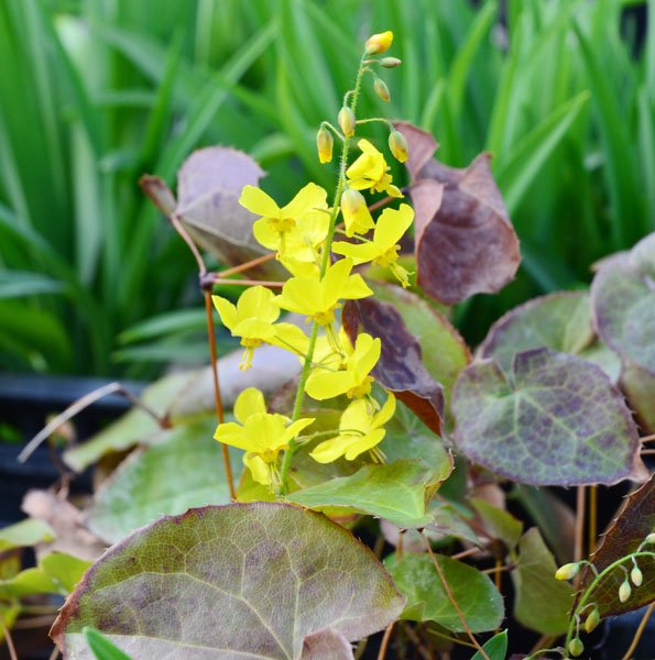 4466  Epimedium perralchicum Frohnleiten  I  Svenskt namn  :Taggig sockblomma  I  Krukstorlek   : P9  I  Förväntad Höjd  :  30 cm  I  Blomningstid :  maj-juni