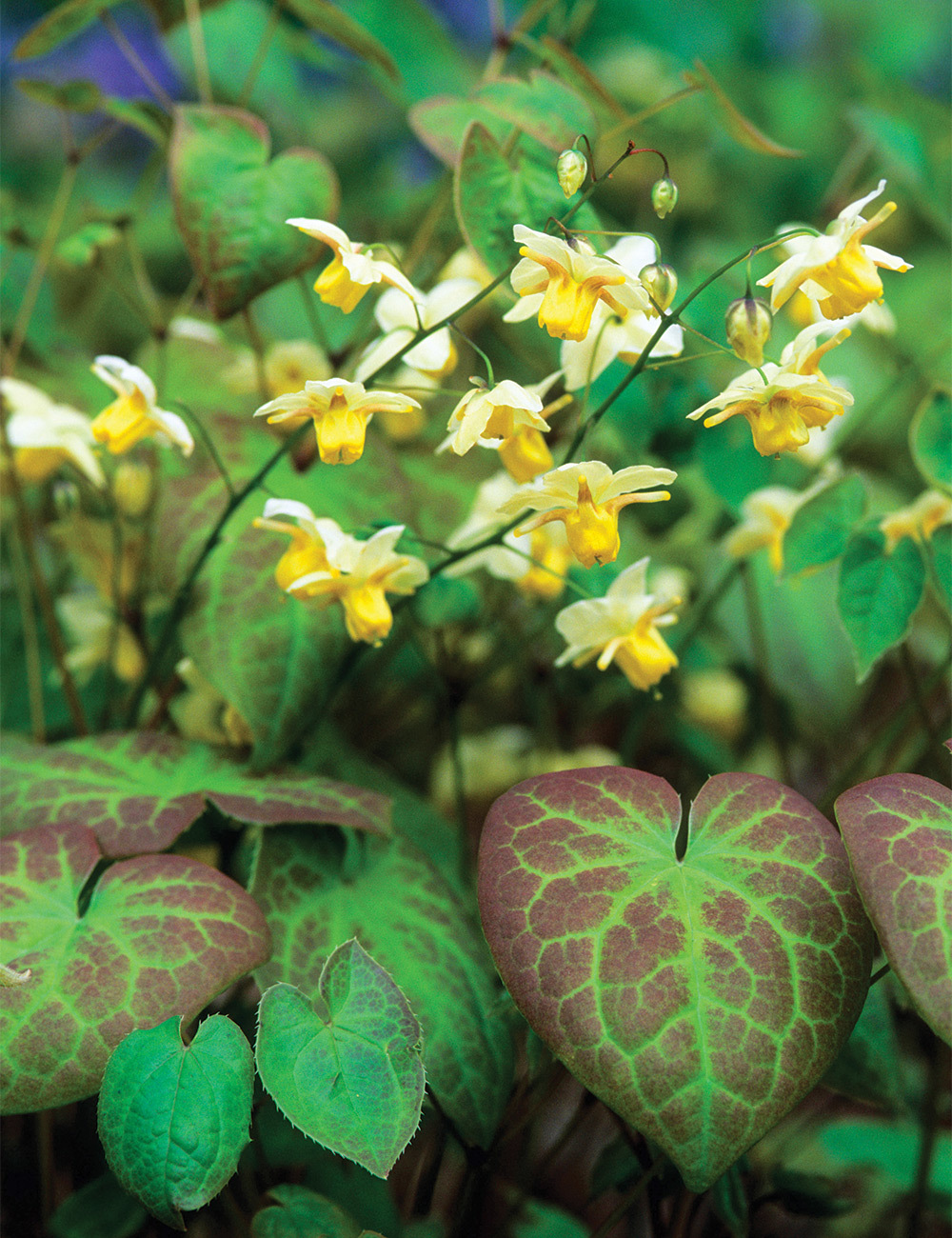 4475  Epimedium versicolor  Sulphureum  I  Svenskt namn  :Blekgul sockblomma  I  Krukstorlek   : P9  I  Förväntad Höjd  :  25 cm  I  Blomningstid :  maj-juni - 3