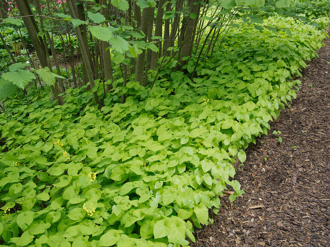 4475  Epimedium versicolor  Sulphureum  I  Svenskt namn  :Blekgul sockblomma  I  Krukstorlek   : P9  I  Förväntad Höjd  :  25 cm  I  Blomningstid :  maj-juni - 4