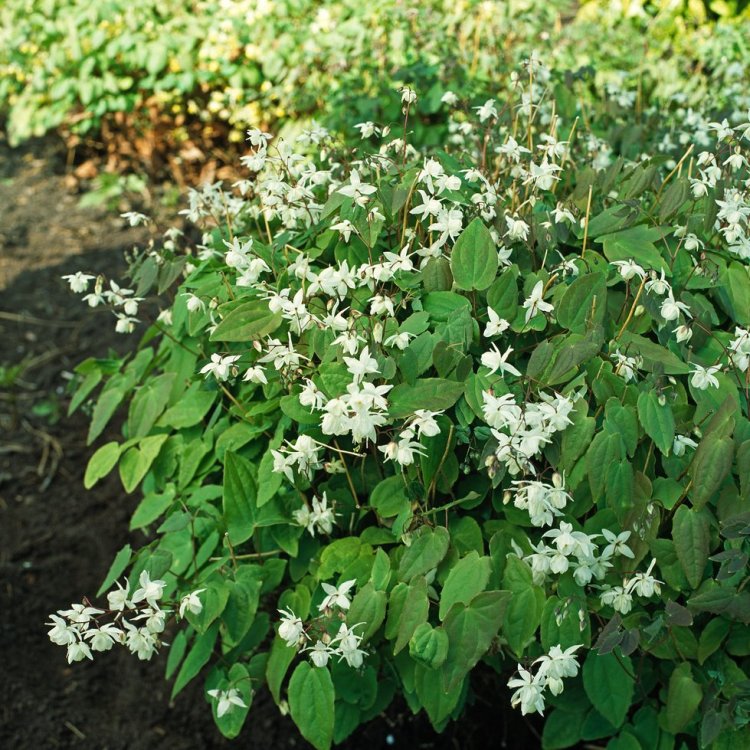 4478  Epimedium youngianum  Niveum  I  Svenskt namn  :Vit sockblomma  I  Krukstorlek   : P9  I  Förväntad Höjd  :  15 cm  I  Blomningstid :  maj-juni
