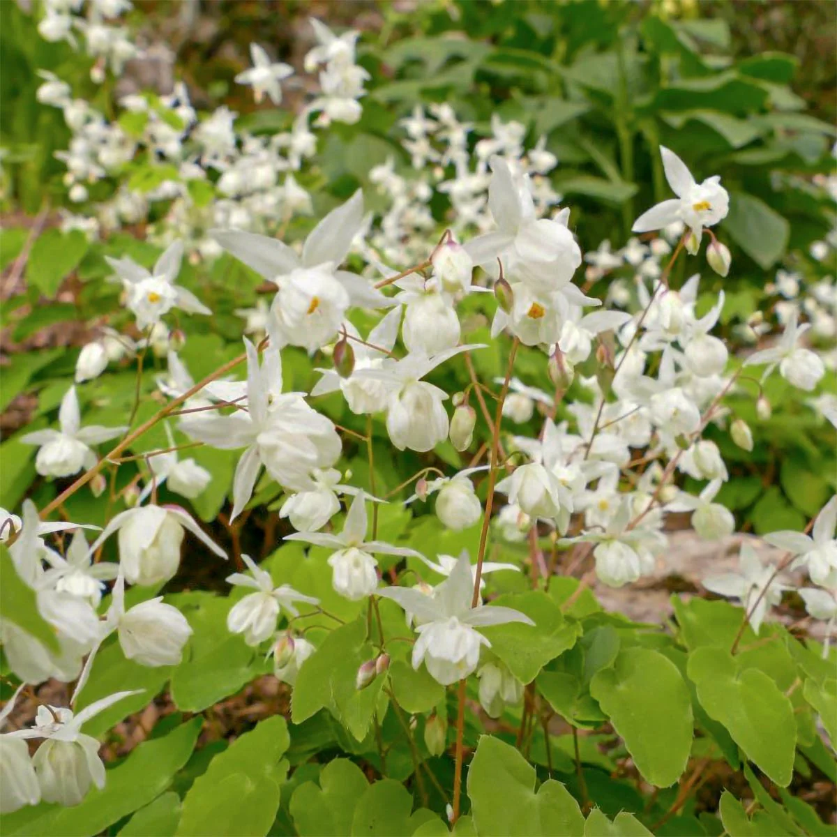 4478  Epimedium youngianum  Niveum  I  Svenskt namn  :Vit sockblomma  I  Krukstorlek   : P9  I  Förväntad Höjd  :  15 cm  I  Blomningstid :  maj-juni - 2