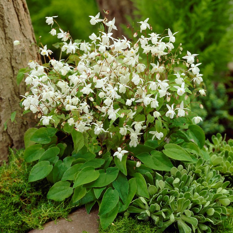 4478  Epimedium youngianum  Niveum  I  Svenskt namn  :Vit sockblomma  I  Krukstorlek   : P9  I  Förväntad Höjd  :  15 cm  I  Blomningstid :  maj-juni - 3