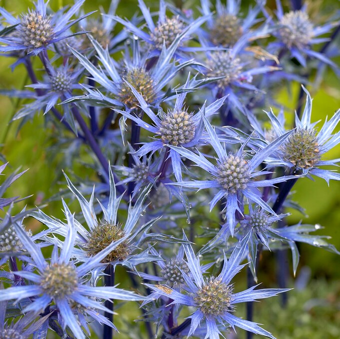 4611  Eryngium bourgatii  I  Svenskt namn  :Spansk marton  I  Krukstorlek   : SQ1  I  Förväntad Höjd  :  120 cm  I  Blomningstid :  juli-aug - 3