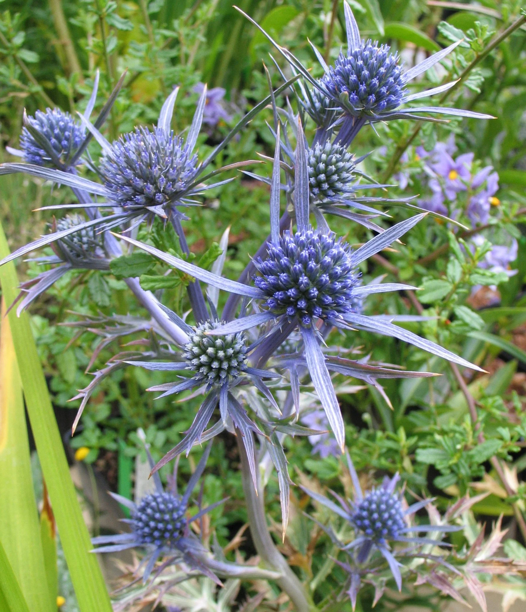 4611  Eryngium bourgatii  I  Svenskt namn  :Spansk marton  I  Krukstorlek   : SQ1  I  Förväntad Höjd  :  120 cm  I  Blomningstid :  juli-aug - 2