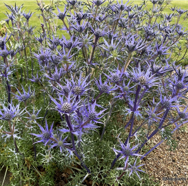 4611  Eryngium bourgatii  I  Svenskt namn  :Spansk marton  I  Krukstorlek   : SQ1  I  Förväntad Höjd  :  120 cm  I  Blomningstid :  juli-aug