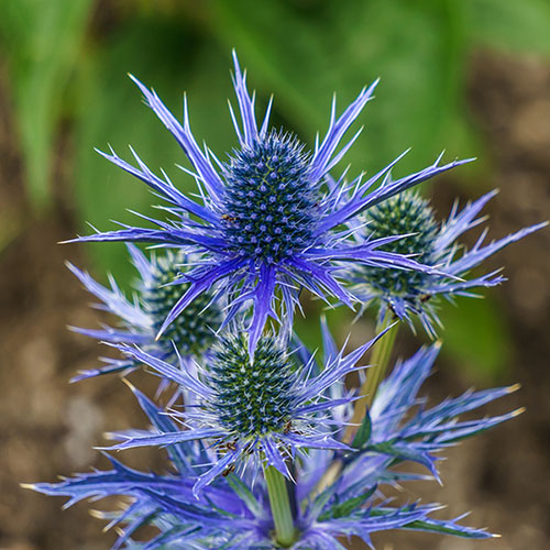 4623  Eryngium planum  Blue Hobbit  I  Svenskt namn  :Rysk martorn  I  Krukstorlek   : 11c  I  Förväntad Höjd  :  30 cm  I  Blomningstid :  juli-aug - 2
