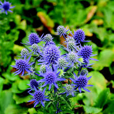 4623  Eryngium planum  Blue Hobbit  I  Svenskt namn  :Rysk martorn  I  Krukstorlek   : 11c  I  Förväntad Höjd  :  30 cm  I  Blomningstid :  juli-aug