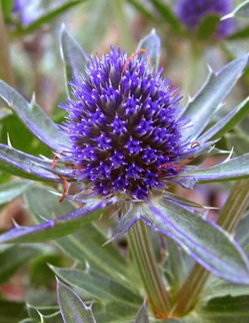 4623  Eryngium planum  Blue Hobbit  I  Svenskt namn  :Rysk martorn  I  Krukstorlek   : 11c  I  Förväntad Höjd  :  30 cm  I  Blomningstid :  juli-aug - 3