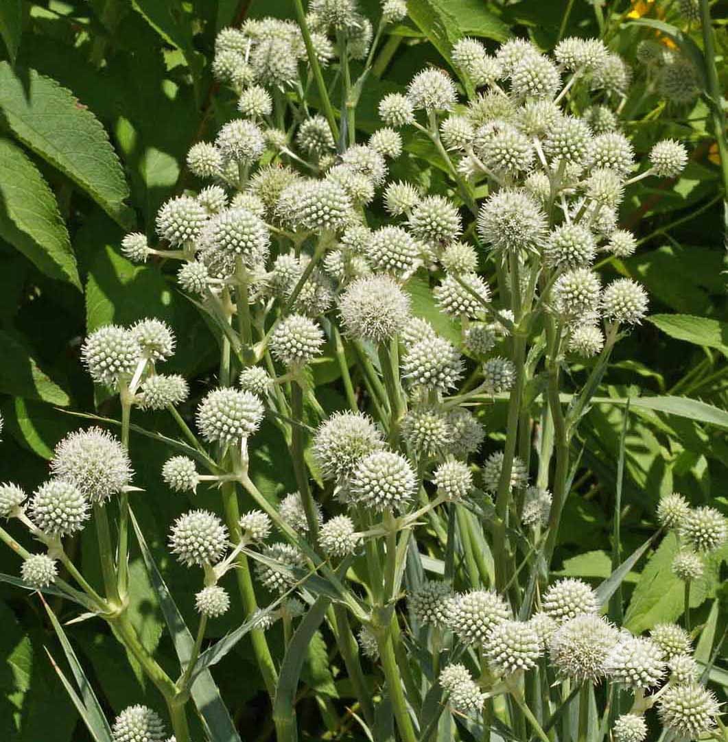 4614  Eryngium yuccifolium  I  Svenskt namn  :Skallerormsmartorn  I  Krukstorlek   : SQ1  I  Förväntad Höjd  :  130 cm  I  Blomningstid :  juli-sept - 3