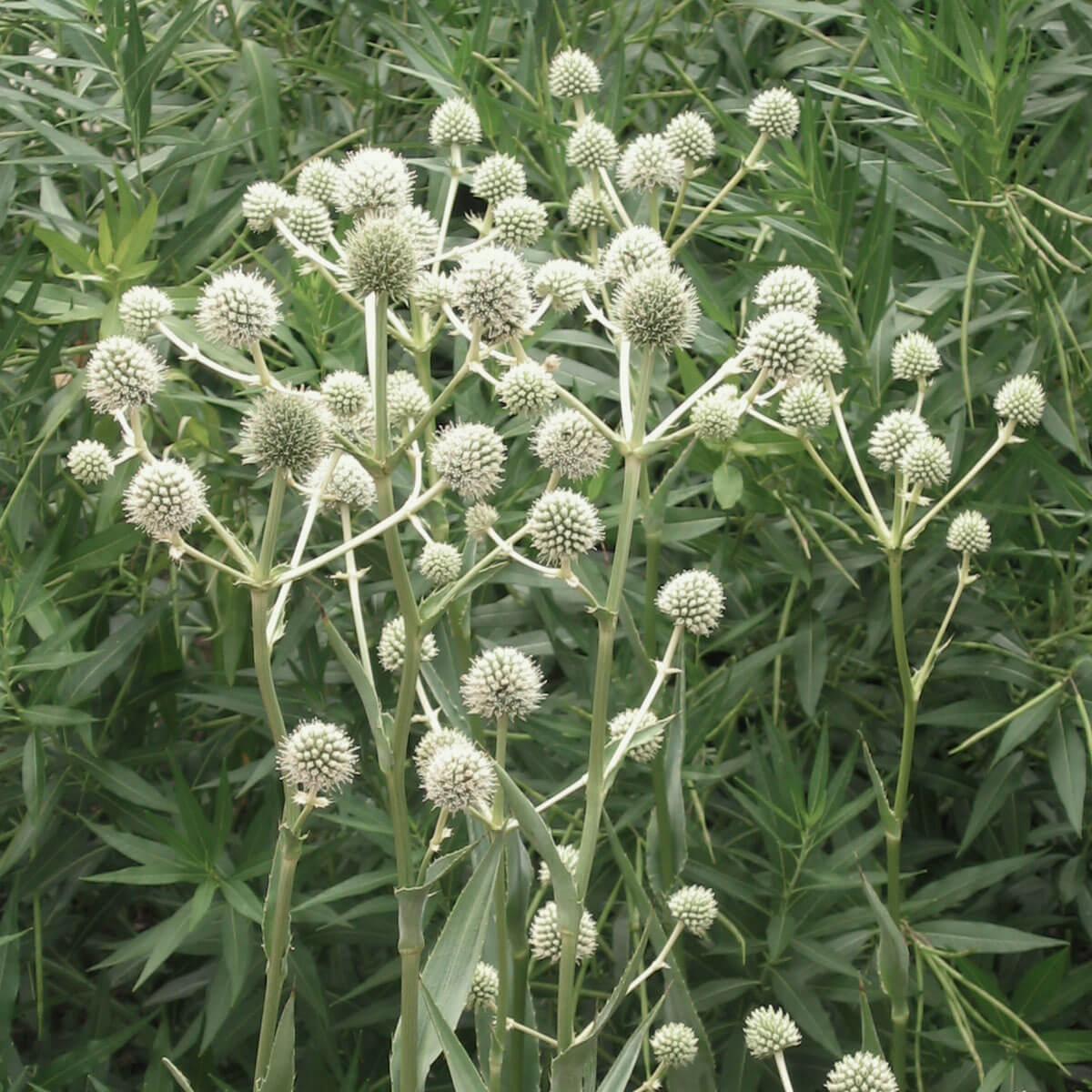 4614  Eryngium yuccifolium  I  Svenskt namn  :Skallerormsmartorn  I  Krukstorlek   : SQ1  I  Förväntad Höjd  :  130 cm  I  Blomningstid :  juli-sept - 2