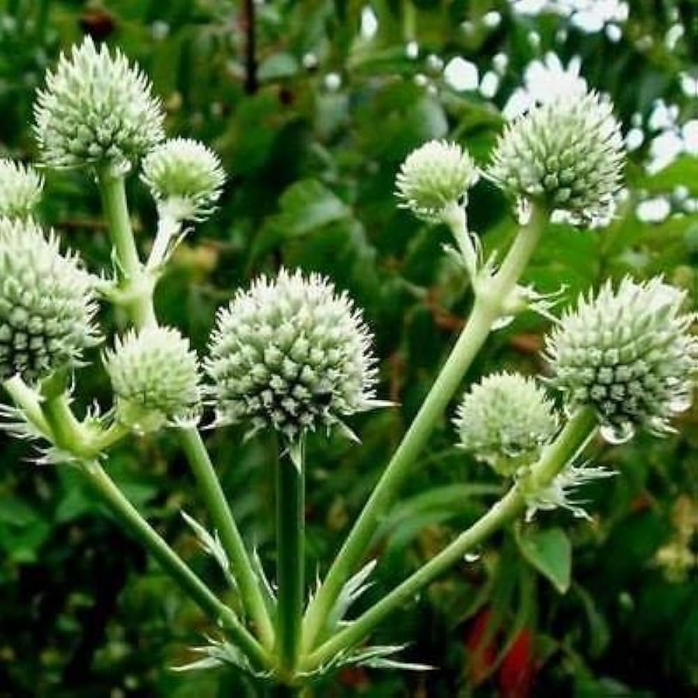 4614  Eryngium yuccifolium  I  Svenskt namn  :Skallerormsmartorn  I  Krukstorlek   : SQ1  I  Förväntad Höjd  :  130 cm  I  Blomningstid :  juli-sept