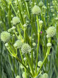 4607  Eryngium yuccifoliumMagical Silver Globe  I  Svenskt namn  :Skallerormsmartorn  I  Krukstorlek   : SQ1  I  Förväntad Höjd  :  80 cm  I  Blomningstid :  juli-aug - 2