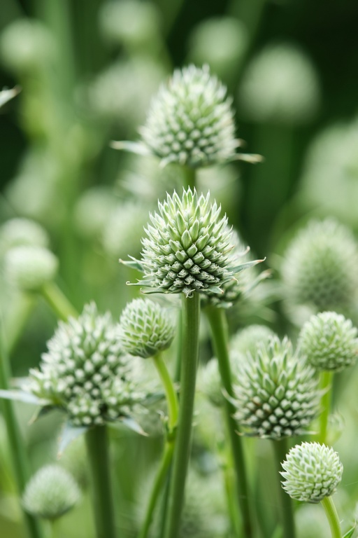 4607  Eryngium yuccifoliumMagical Silver Globe  I  Svenskt namn  :Skallerormsmartorn  I  Krukstorlek   : SQ1  I  Förväntad Höjd  :  80 cm  I  Blomningstid :  juli-aug - 3