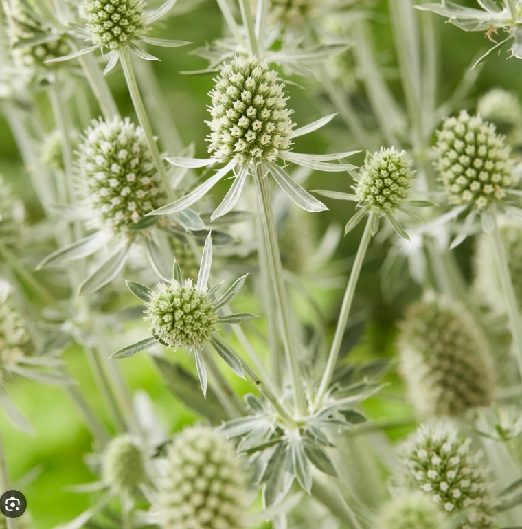4607  Eryngium yuccifoliumMagical Silver Globe  I  Svenskt namn  :Skallerormsmartorn  I  Krukstorlek   : SQ1  I  Förväntad Höjd  :  80 cm  I  Blomningstid :  juli-aug