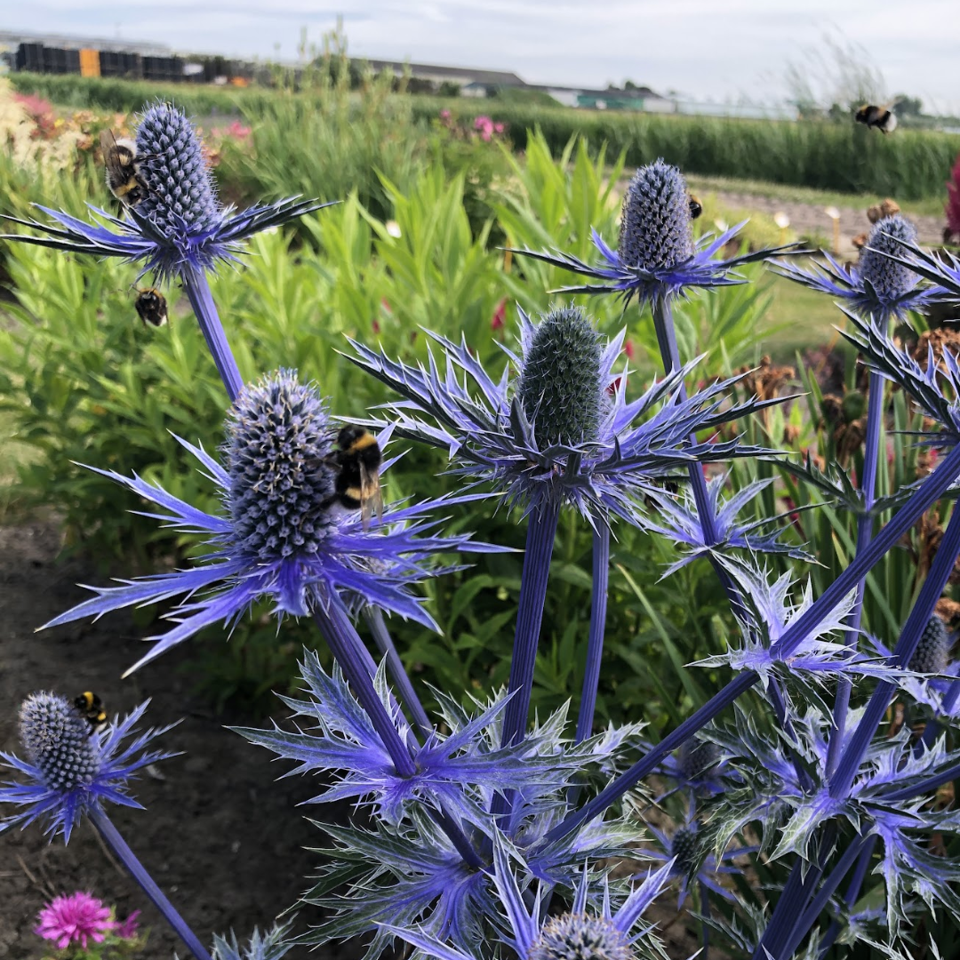 4606  Eryngium zabelii Big Blue (PBR)  I  Svenskt namn  :Praktmartorn  I  Krukstorlek   : SQ1  I  Förväntad Höjd  :  70 cm  I  Blomningstid :  juli-aug