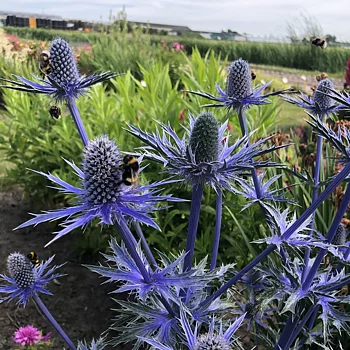 4606  Eryngium zabelii Big Blue (PBR)  I  Svenskt namn  :Praktmartorn  I  Krukstorlek   : SQ1  I  Förväntad Höjd  :  70 cm  I  Blomningstid :  juli-aug