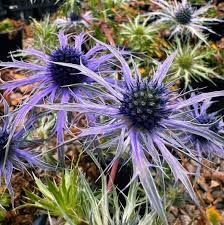 4606  Eryngium zabelii Big Blue (PBR)  I  Svenskt namn  :Praktmartorn  I  Krukstorlek   : SQ1  I  Förväntad Höjd  :  70 cm  I  Blomningstid :  juli-aug - 2