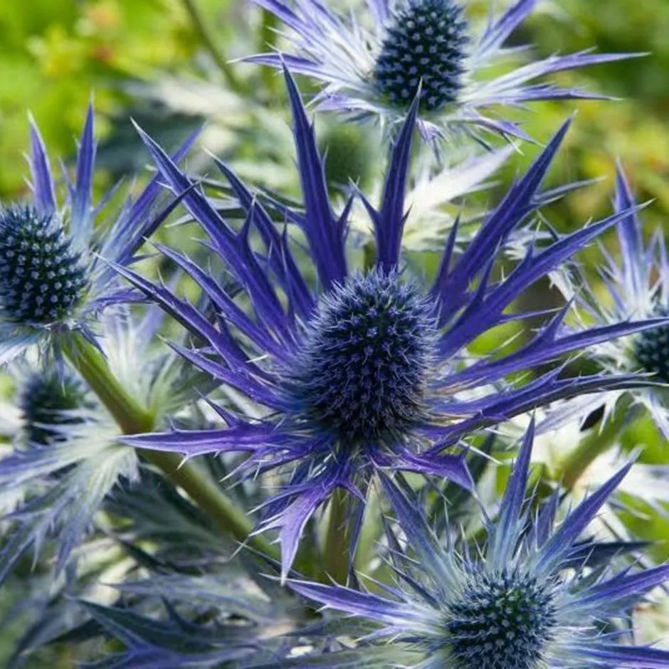 4606  Eryngium zabelii Big Blue (PBR)  I  Svenskt namn  :Praktmartorn  I  Krukstorlek   : SQ1  I  Förväntad Höjd  :  70 cm  I  Blomningstid :  juli-aug - 3